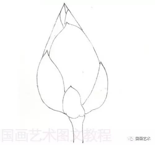 图文教程:工笔荷花画法之花苞,莲蓬