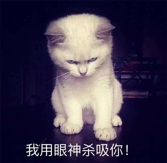 小奶猫生气了!超凶的哦!