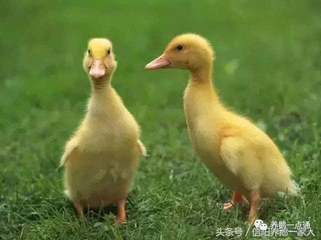 小鸭,总体就是一个特点,扁.嘴巴扁,头扁,身子扁,连蹼都好扁的.