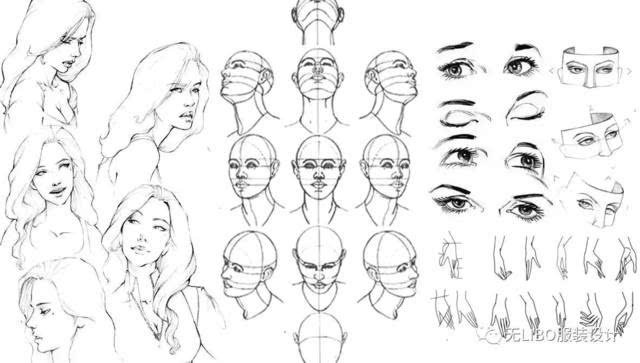 在绘制服装效果图的刚候通常把人体局部这样来划分,它主要包括头,胳膊
