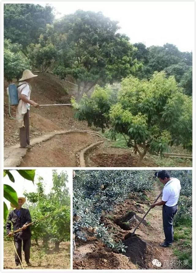 【水果科技】荔枝采后管理