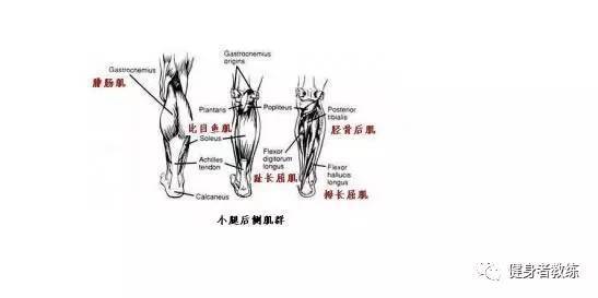 正确掌握腿部肌肉群分布,练就属于自己的无敌"金刚腿"