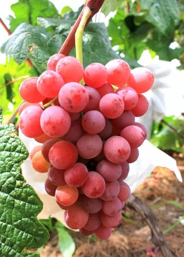 这种看起来颜色十分漂亮的葡萄叫"维娜莎" 是选取优良葡萄品种,再