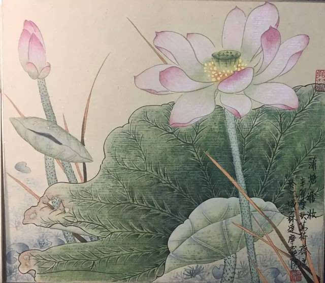 丁建国|工笔荷花作品欣赏