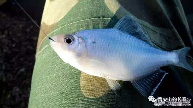 胡罗鱼 胡罗鱼的学名叫鳑鮍,俗名叫葫芦子鱼,属于鲤科,与人们常见的