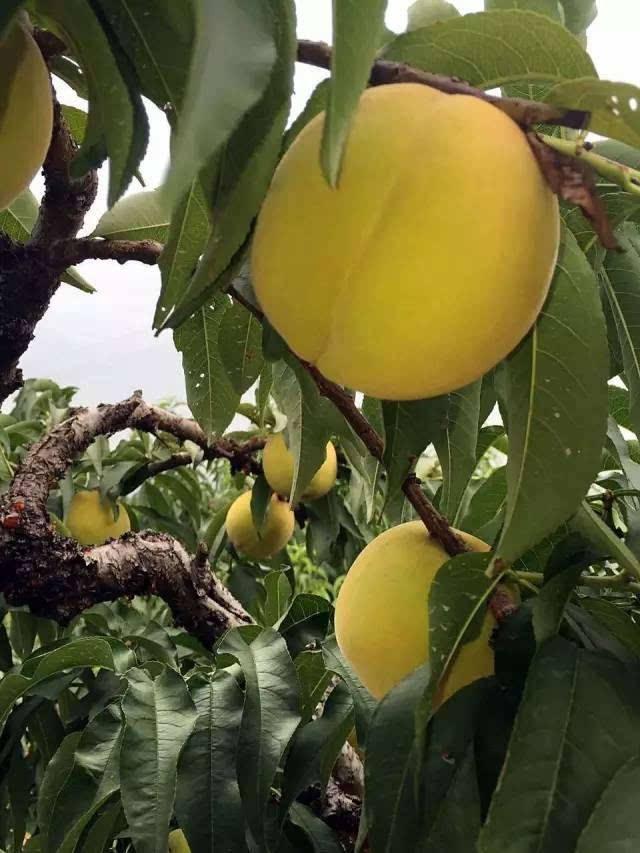 现在正是黄桃成熟的时节 而在我们海宁 也有一片150亩的锦绣黄桃园