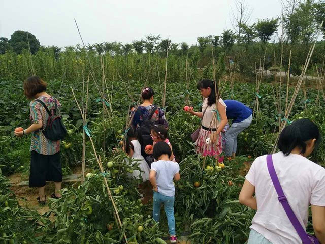 自己从地里亲手采摘的蔬菜,瓜果,不仅健康,吃起来,我想必然是更香的!