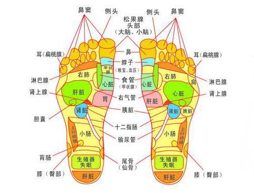 自古以来,中外历史上名医和圣人有很多运用全息医学从脚底治病的记述.