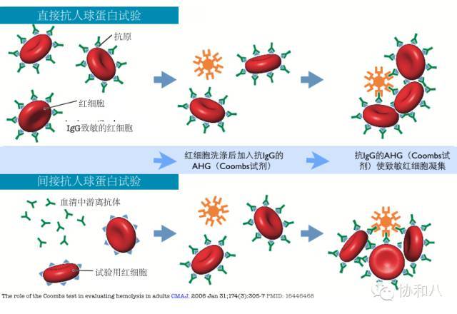 缗钱样结构的形成 来源:阿月浑子绘制 我们在一起的代价,是凝集