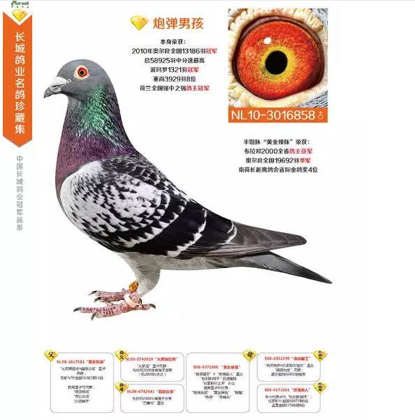 【赛鸽丨图集】北京长城鸽业优秀名鸽赏析