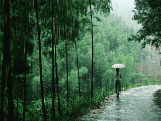 漫步在雨中,世界仿佛平添了几分诗意,几分宁静,几分淡泊,几分洒脱.