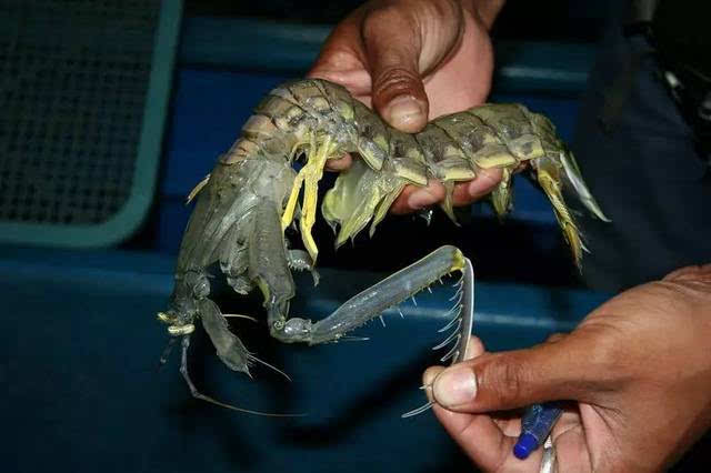 其中最猛的一种叫雀尾螳螂虾,号称"甲壳动物天敌":拥有最风骚的走位