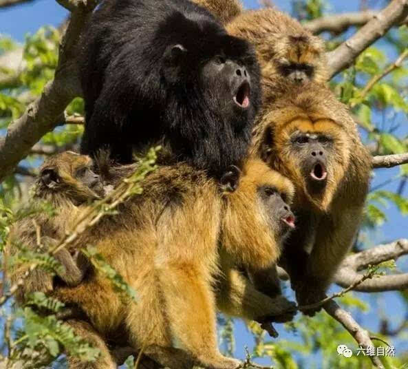 雄吼猴发出吼叫声,吸引注意或者驱赶敌人,这个时候雌吼猴就爬下树,抱