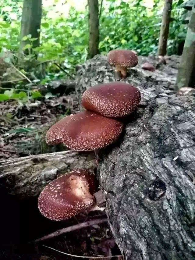 拼团 来自青藏高原的野生即食香菇,嘎嘣脆秒杀薯片,美味营养不上火