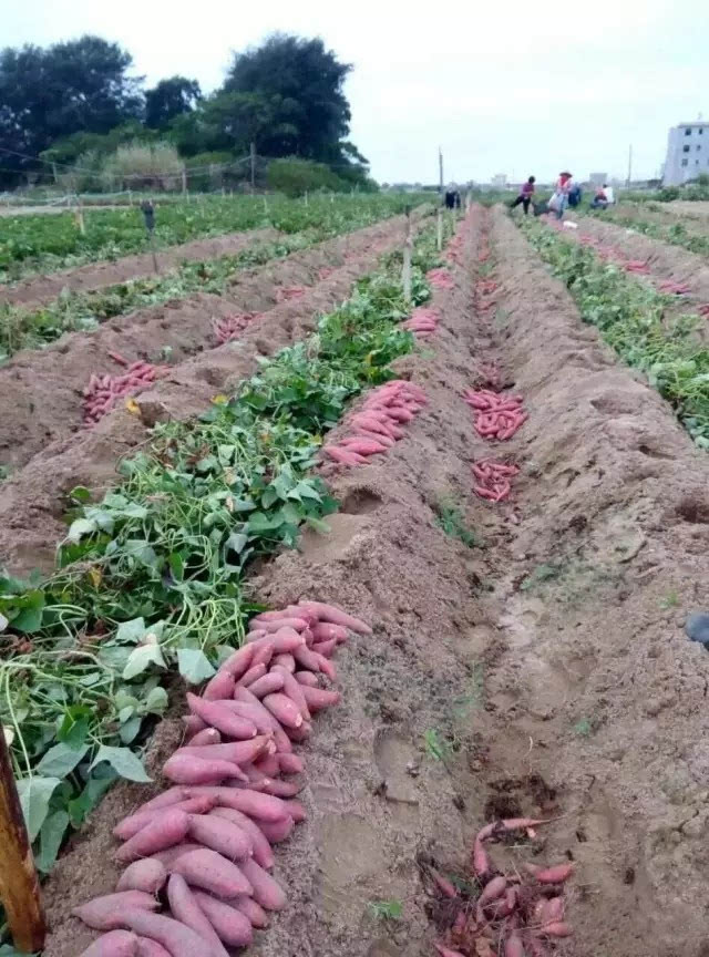 a: 原来它们种植在六鳌海边的沙地 沙地透气好,不结块 地瓜吸收海水