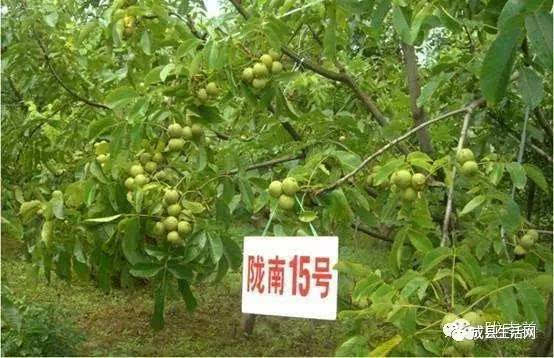 中国陇南"成县核桃节"即将震撼来袭!甘肃老乡看到马上扩散邀请