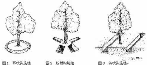 桃树一年只上一次肥料,简单高效的施肥技术