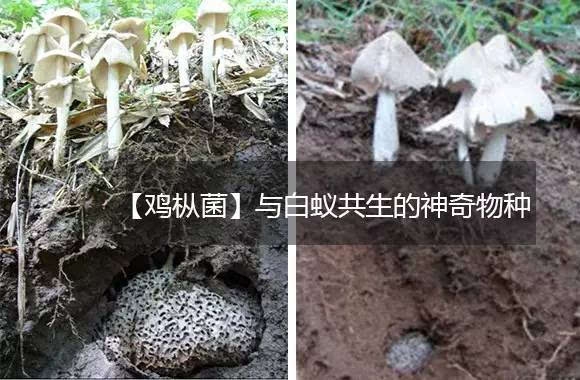 余庆小伙伴,入秋了,一起上山找三坝菇,约不约?