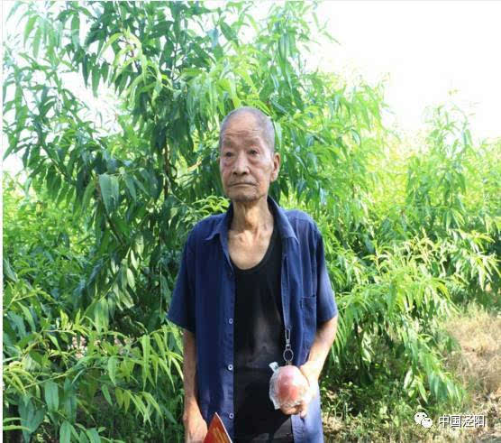 愁死人了,王桥镇贫困户郭大伯家的5万斤蜜桃急寻买家!