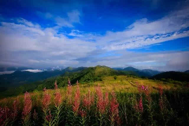 穿越千里花甸,露营星空之下,城口黄安坝的夏天这么玩!