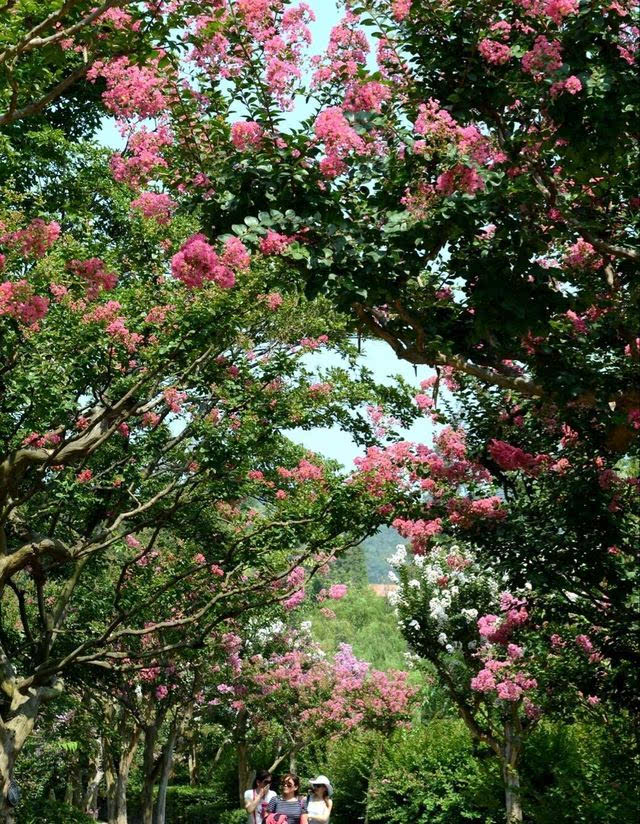 岛城紫薇花观赏地图~紫薇,还记得当年青岛海畔的福尔康吗?