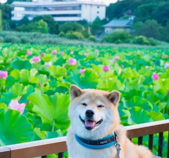 一只连喝水都在笑的柴犬,拥有260万粉丝,用笑容治愈了