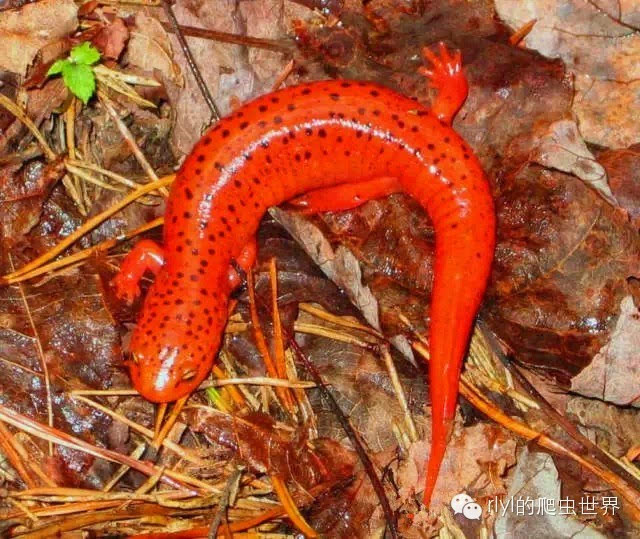 分别是: 北部红蝾螈(the northern red salamander),特征是红色的或带