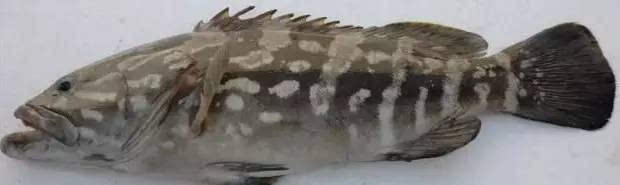 头部于眼下方具有3条暗色细纹云纹石斑的油脂含量相比其它种类石斑鱼