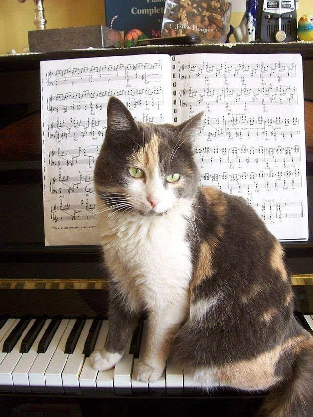 歌唱界的清流《猫之二重唱》,不是戏精没法演