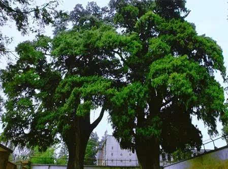 据考证,位于嵩明县黄龙山的两株古柏植于五代后晋,至今已逾千年,两树