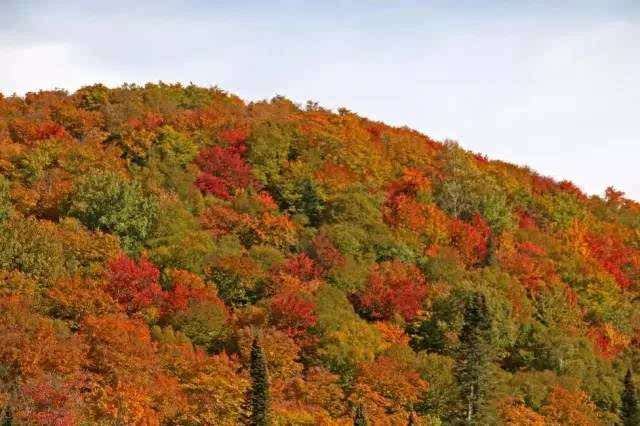 每到秋天就"枫"了~~ 漫山遍野尽是红,黄,金色的绚烂景致!枫叶之国