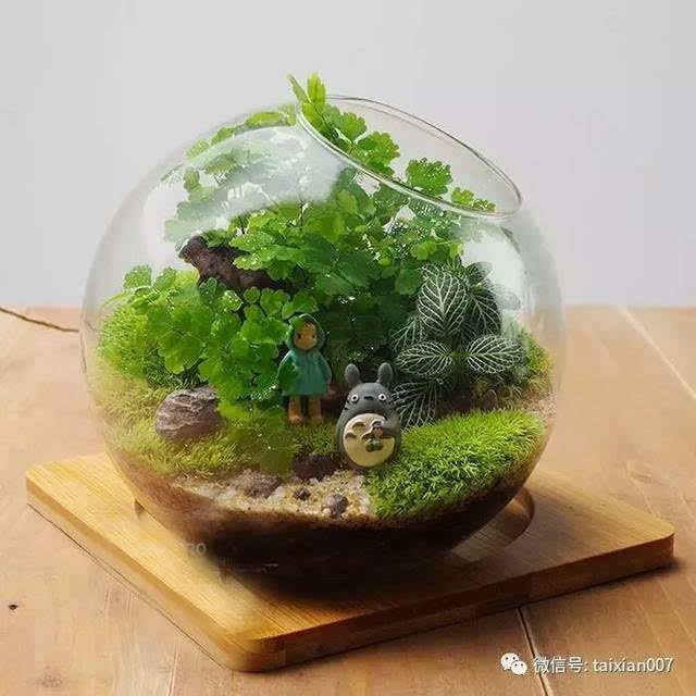 一瓶便是一个世界【苔藓微景观】