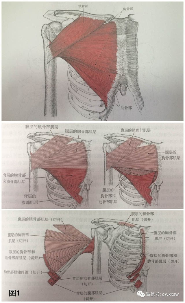 精进专题肌肉篇——胸大肌