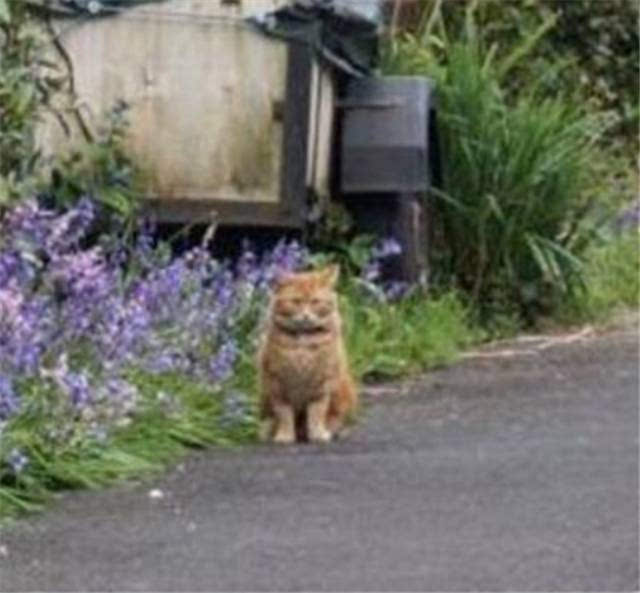 小狗追猫被卡在栅栏上,猫咪在不远处淡定的看它出糗!