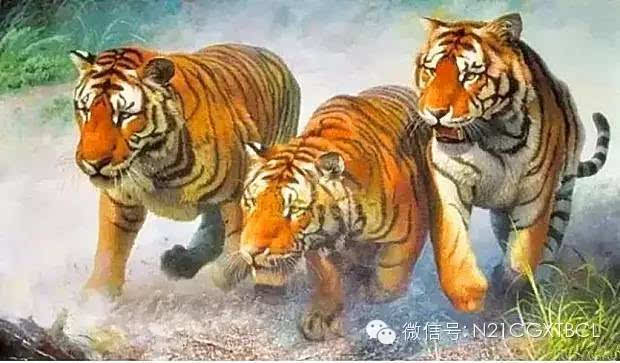 成功路上的三只猛虎-搞笑频道-手机搜狐