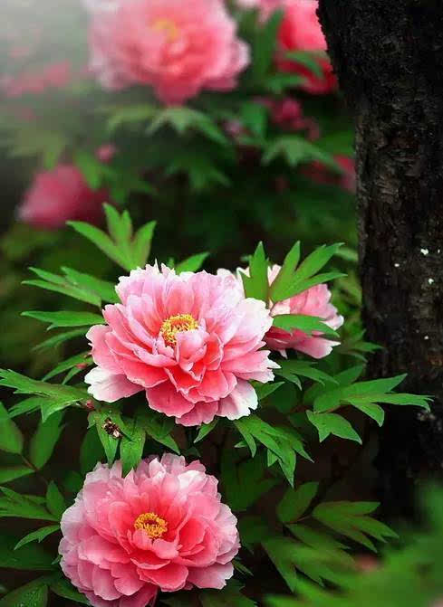 【十大名花】中国十大名花,芳香四溢,你知道几个?