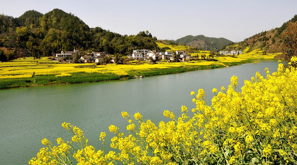 新安江山水画廊油菜花