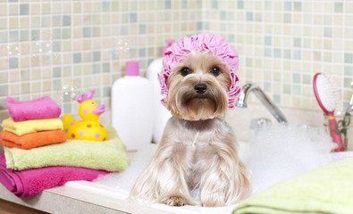 给狗狗洗澡要注意什么?狗狗多久洗一次澡比较