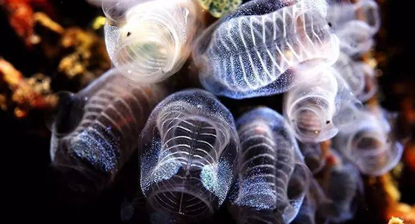 海鞘:这是以过滤浮游生物和有机物颗粒为生的脊索动物,有的海鞘