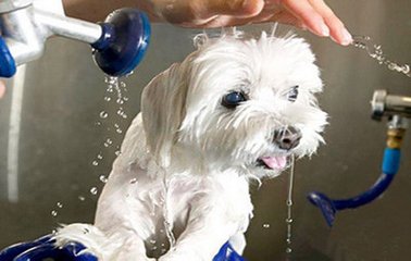 给狗狗洗澡要注意什么?狗狗多久洗一次澡比较合适