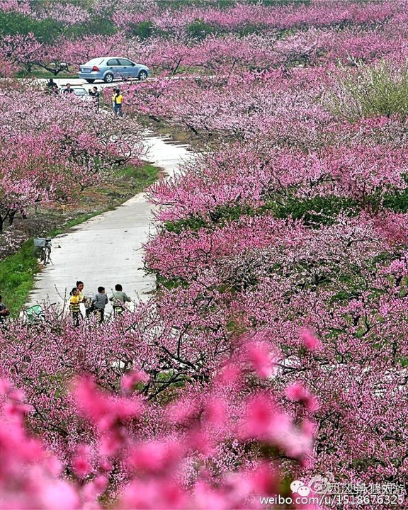 撩妹大法好,江西适合与妹子同坠的四大桃花源