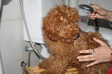 给狗狗洗澡要注意什么?狗狗多久洗一次澡比较
