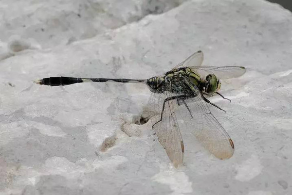 杭州植物园的蜻蜓(3)