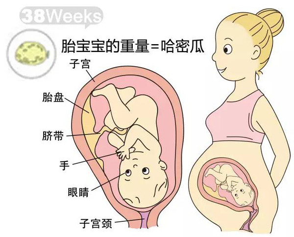 从36周开始,孕妇要每周做一次产前检查.由于胎动开始减少了.
