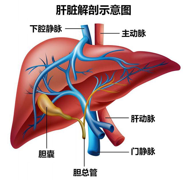 肝脏也有"三重门,第二肝门是肝脏血液流出道—肝静脉(通常有左中右