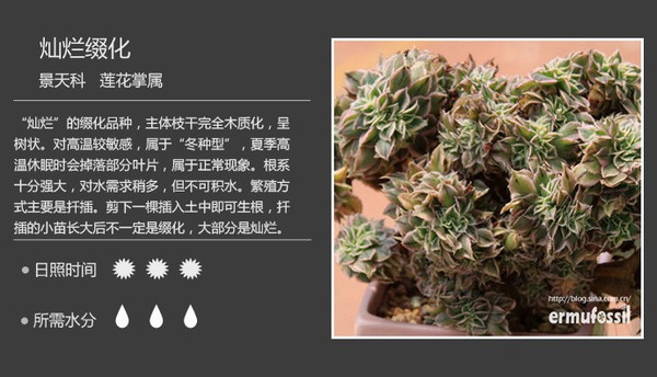 多肉的名字大全及圖片