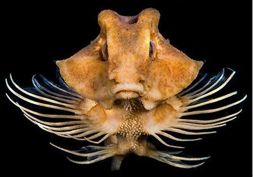 深海生物,难得一见的生物种类