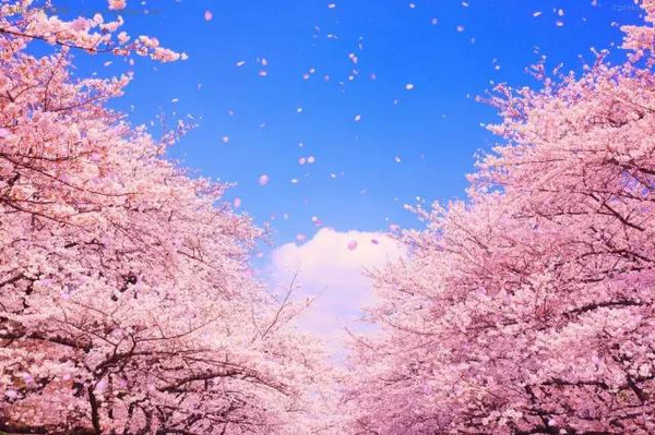 看樱花不用飞到日本了,这里的樱花专列只要6块
