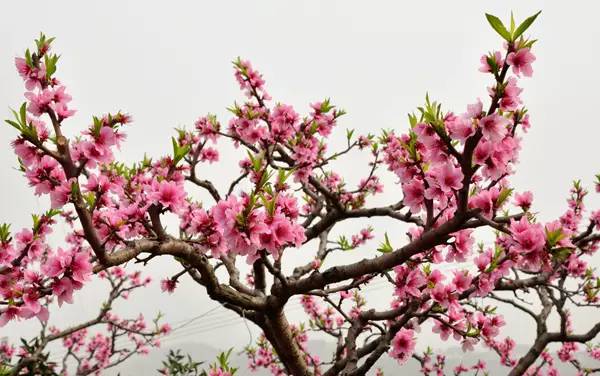 三月春意闹!一起在福州看花花世界!