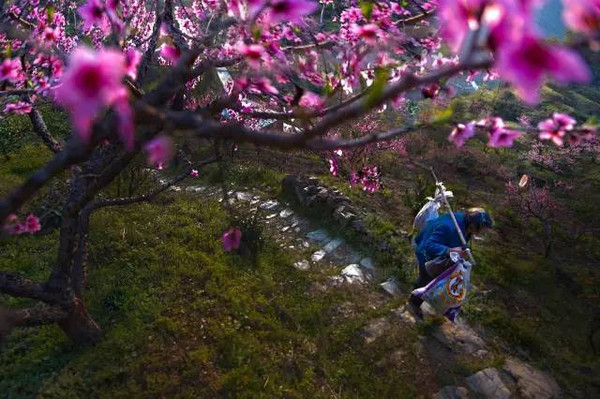 转入上三高速,然后到上三高速天台出口下高速门票:50元▲松阳箬寮原始